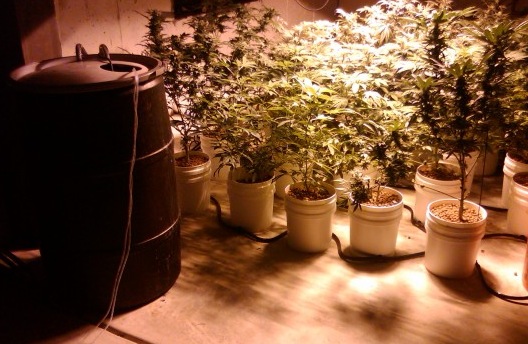 marijuana growing.jpg