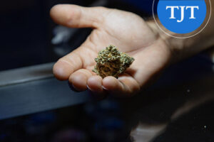 Open hand holding a dried marijuana bud, representing old New Jersey marijuana possession cases eligible for expungement